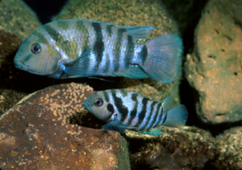 Convict-Cichlid