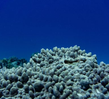 Coral Bleached_BertWeeks
