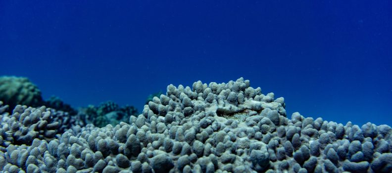 Coral Bleached_BertWeeks