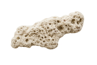 Dead Rubble Coral