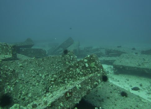 Diving - IMG_1640 (1)