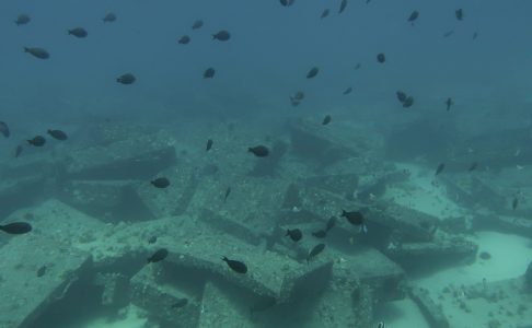 Diving - IMG_1751 (1)