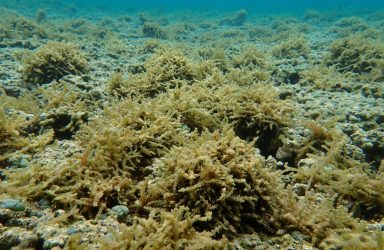 EUKAP_Algae_Kbay