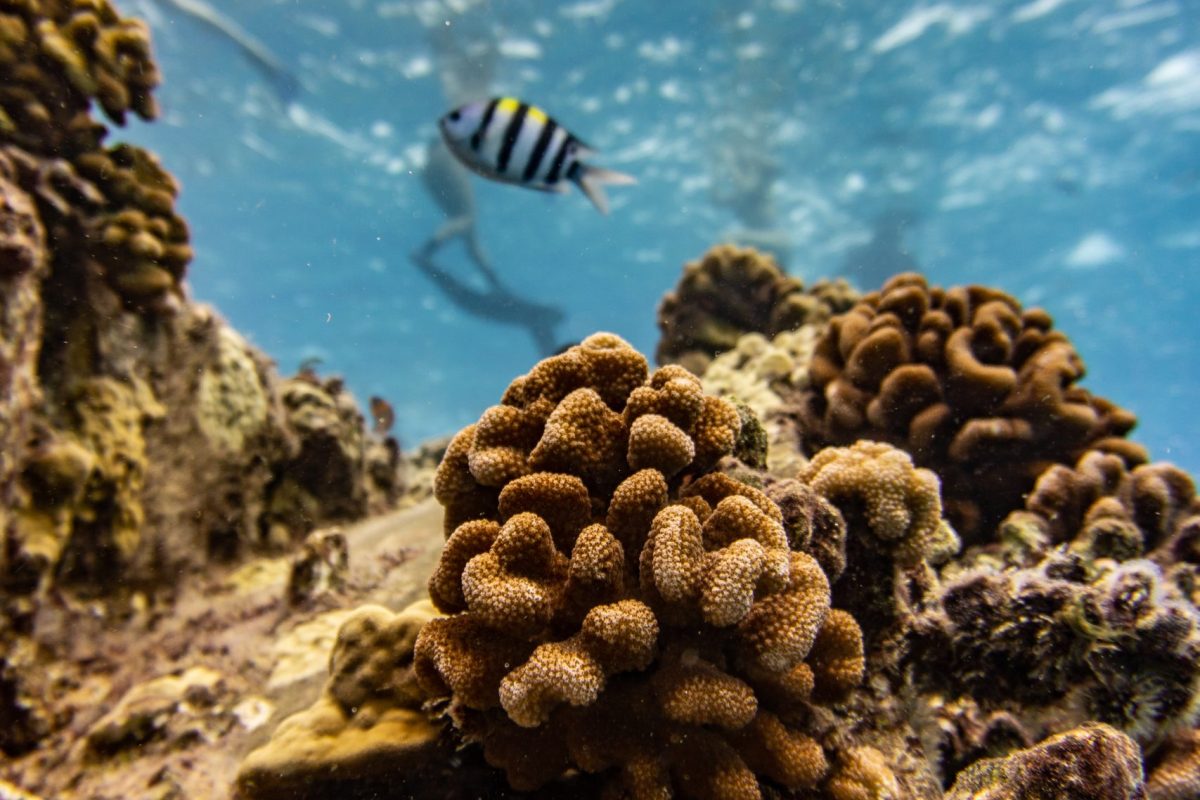 Fish Swimming above Coral feat Divers_BertWeeks