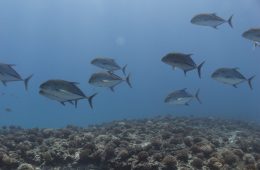 Gonzalez_KUR_fish (10)