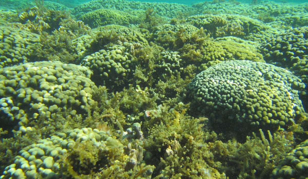 Invasive Alage Kaneohe Bay