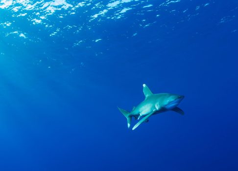 Oceanic whitetip shark, Red Sea, Egypt