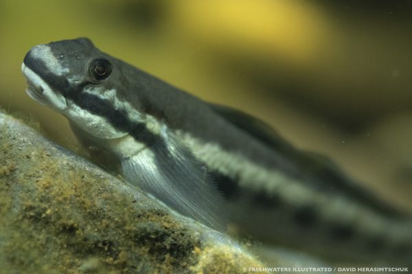 Oopu Nopili_closeeup_DSC00097