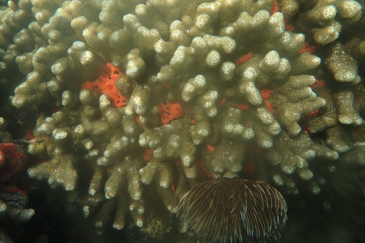 Orange Keyhole Sponge
