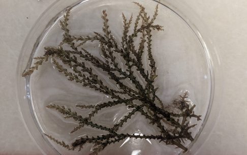 Prickly Seaweed Lab