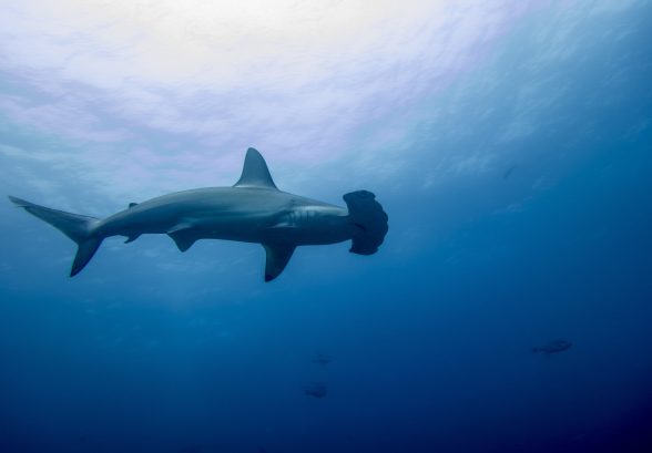 A hammerhead shark in malpelo island Colombia