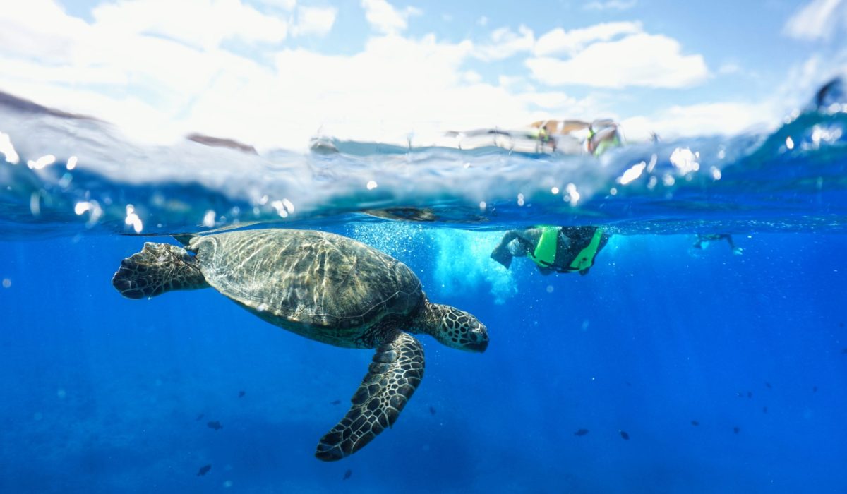 Sea Turtle