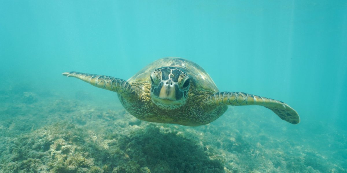 Swimming with Wild Hawaiian Green Sea Turtles off the shore of Waikiki, in Hawaii
