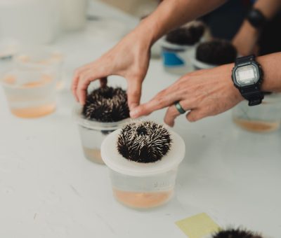 Sea Urchin Spawning 19
