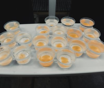 Sea Urchin Spawning 34