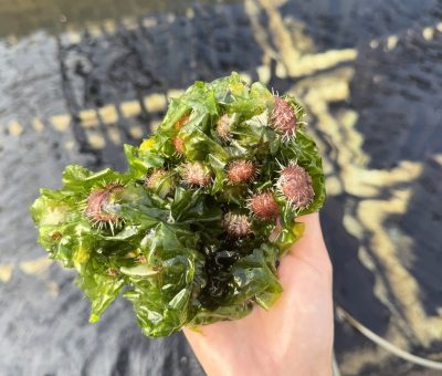 Urchins_in_Limu2