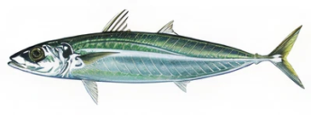 ‘Ōpelu