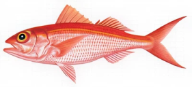 ‘Ula‘ula (ehu)​