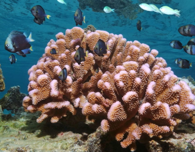 coral image