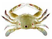 Pāpa‘i Kūhonu (White Crab)​