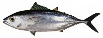 ‘Ahi​
