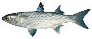 ‘Ama‘ama (Striped Mullet)​