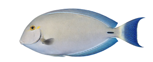 b609dab84444987e99f71a840bfd3ab79fe5932d