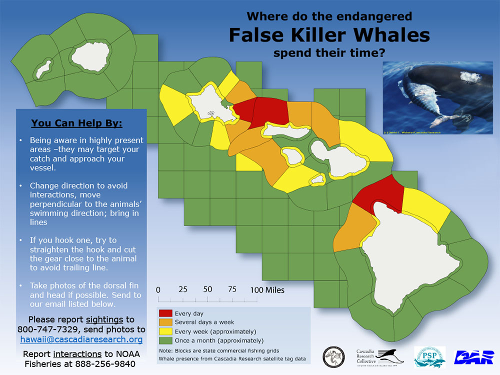 killer whales area