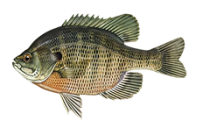 bluegill