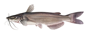 catfish