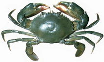 Samoan Crab​