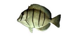 Manini​