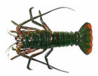 Ula (Spiny Lobster)​