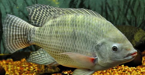 Nile Tilapia