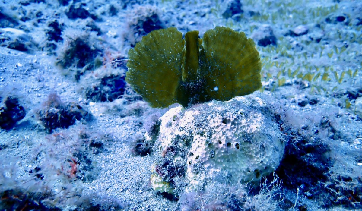 edited with diveplus (1)