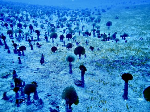 edited with diveplus (2)
