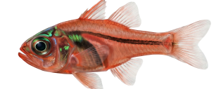 f81ef0e47da371d7c91b8cfb299ff928d46caa22