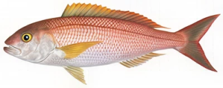 ‘Ōpakapaka
