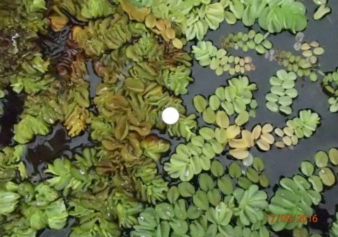 giantsalvinia